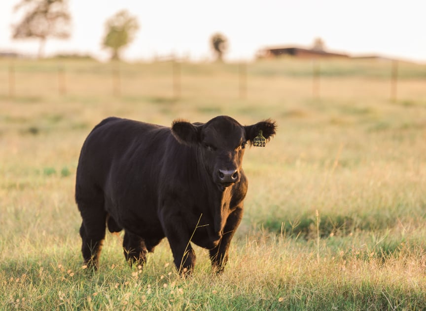 Abereden Angus Cattle: America's Most Popular Breed